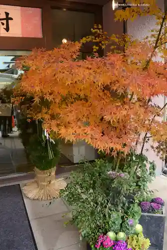 東京大神宮(東京都)