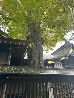 麻賀多神社(千葉県)
