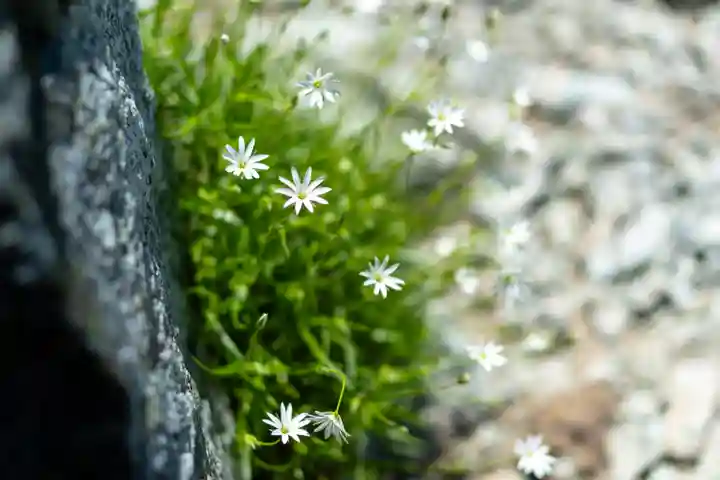 雄山神社峰本社の自然