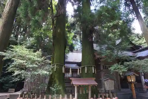 高千穂神社の自然