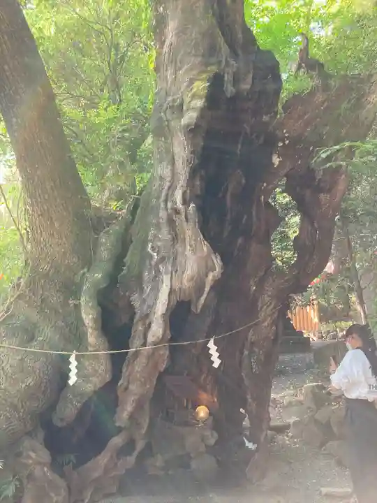 來宮神社(静岡県)