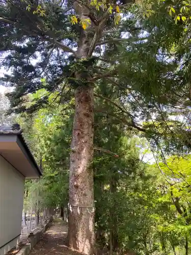 天照御祖神社の自然