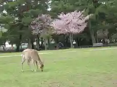 興福寺の動物