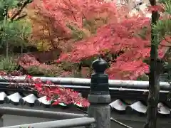 来迎寺(井戸来迎寺・紫雲山来迎寺)の自然