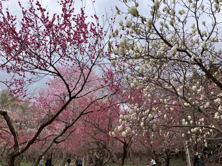 北海道神宮の自然