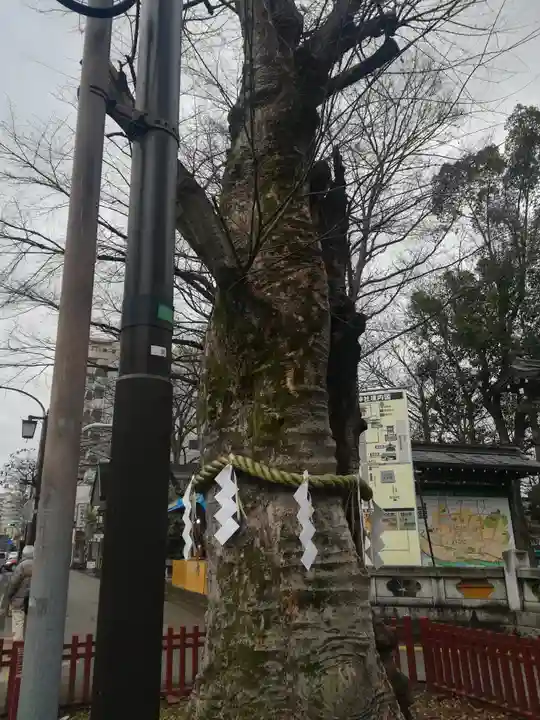大國魂神社の自然