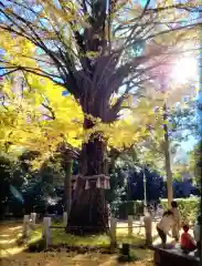 赤坂氷川神社(東京都)