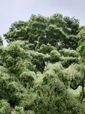 沙沙貴神社(滋賀県)