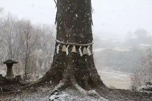阿久津「田村神社」（郡山市阿久津町）旧社名：伊豆箱根三嶋三社の自然