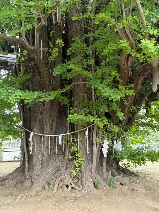 葛飾八幡宮(千葉県)