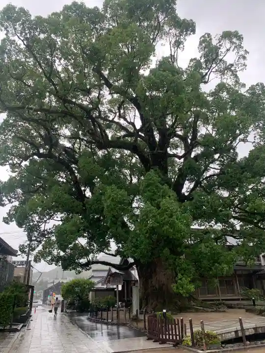 太宰府天満宮の自然