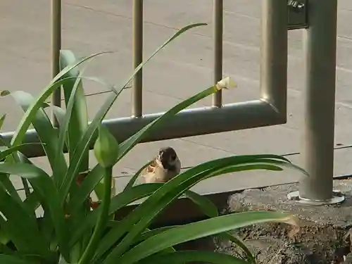 錦秋稲荷大明神の動物