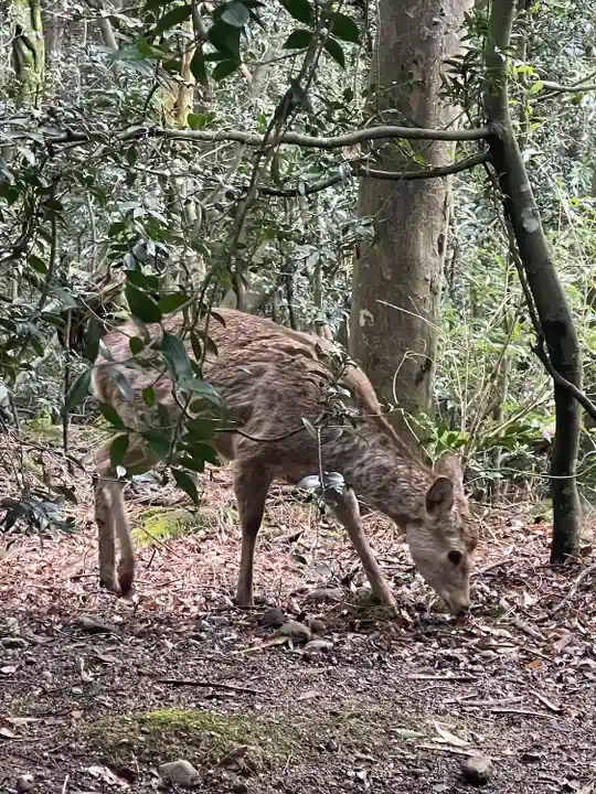 春日大社(奈良県)