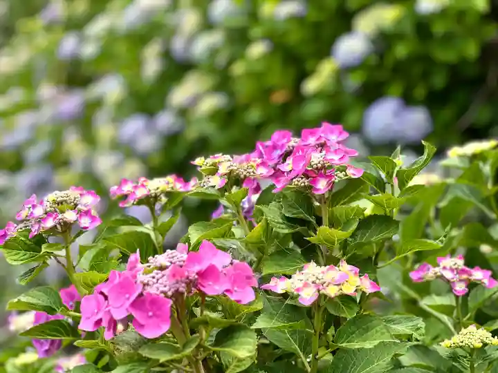 大雲寺(長野県)