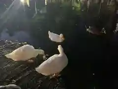 平塚八幡宮の動物