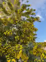 安養寺(弥勒院)(愛知県)