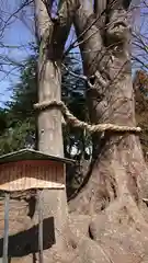 早尾神社の自然