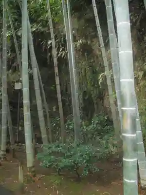 明月院の自然