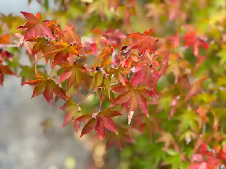 白水阿弥陀堂の自然