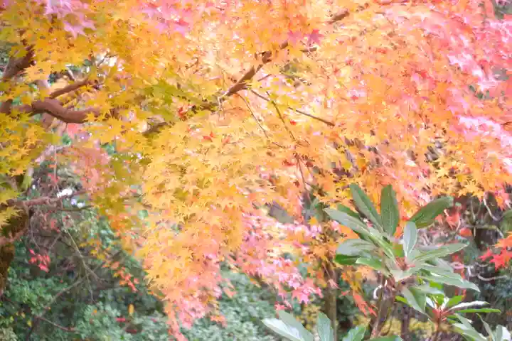 越中一宮 髙瀬神社(富山県)