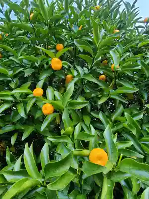 橘神社(長崎県)