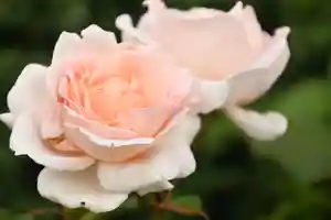 宝光寺の庭園(2021年09月18日(土) 14時11分01秒投稿)