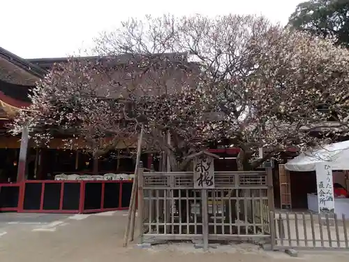 太宰府天満宮の自然