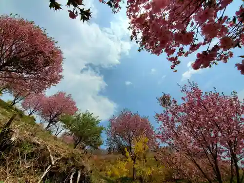 夏井諏訪神社の自然
