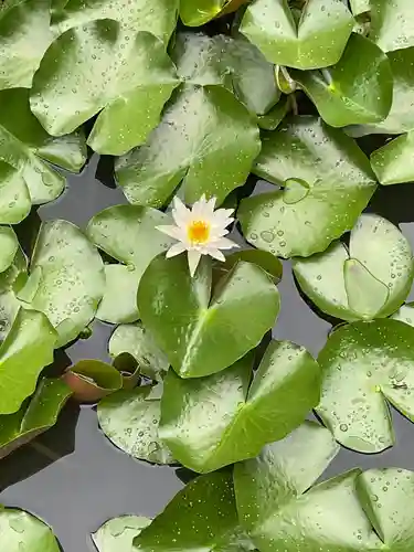 本光寺(愛知県)