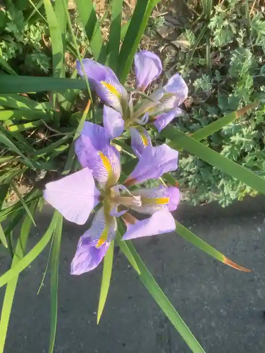 天王社(勝川新町)の自然