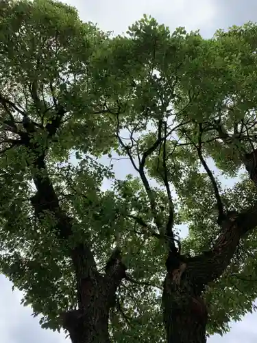 南宮宇佐八幡神社（脇浜神社）の自然