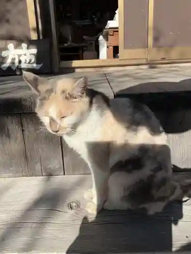 一心寺・一心禅寺の動物