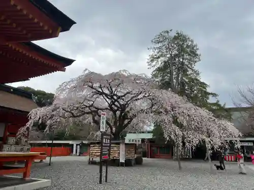 富士山本宮浅間大社(静岡県)