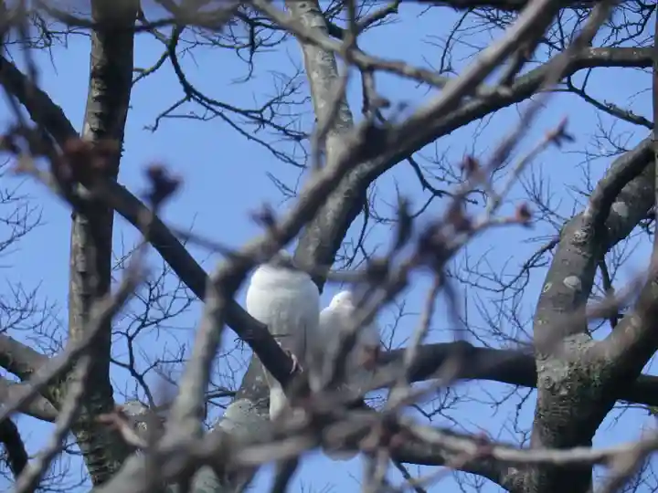 鶴岡八幡宮の動物