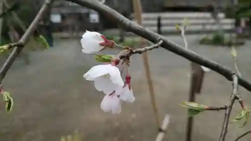 平野神社の自然