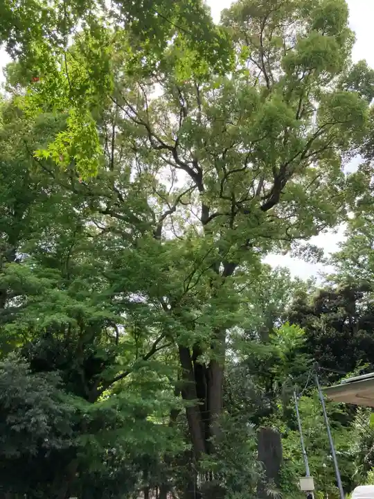 代々木八幡宮(東京都)