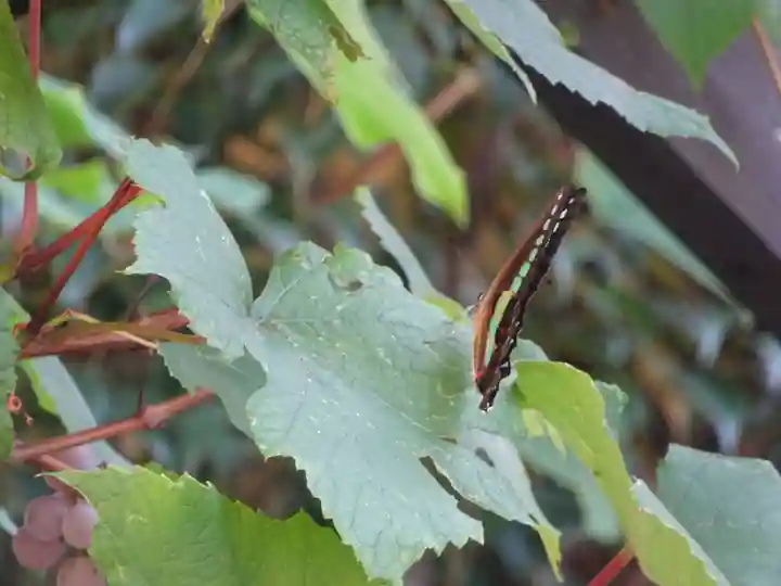 菊名神社の動物