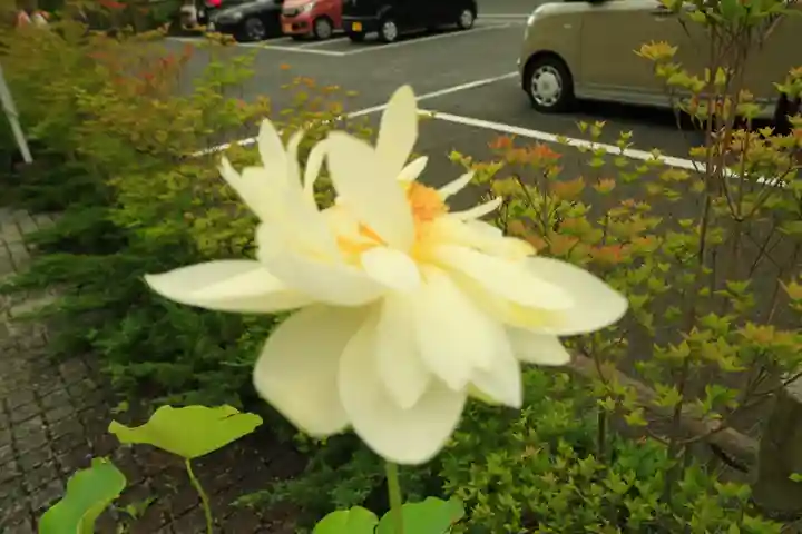 行田八幡神社の自然