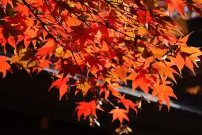 高野山金剛峯寺奥の院(和歌山県)