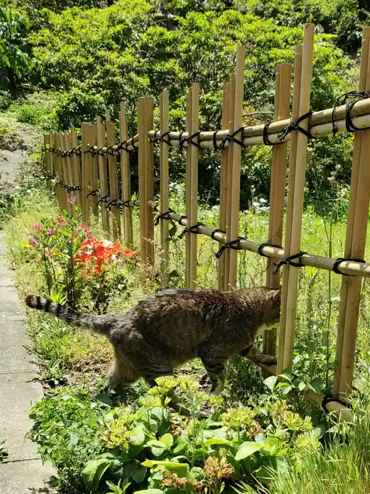白金氷川神社の動物