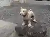 金剛院の狛犬