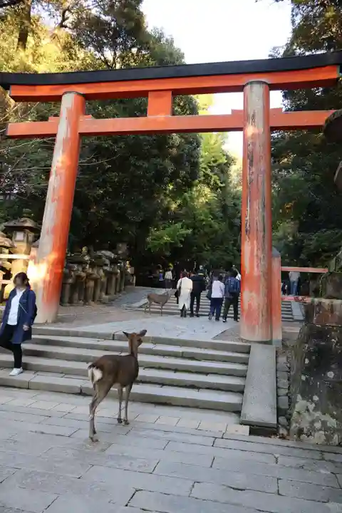 春日大社(奈良県)