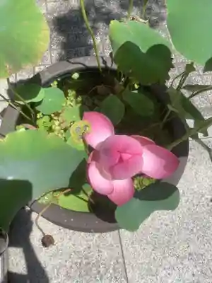 成田山 萬福院の自然