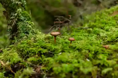 大瀧神社(長野県)