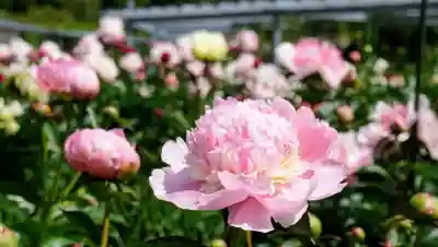 金蛇水神社(宮城県)