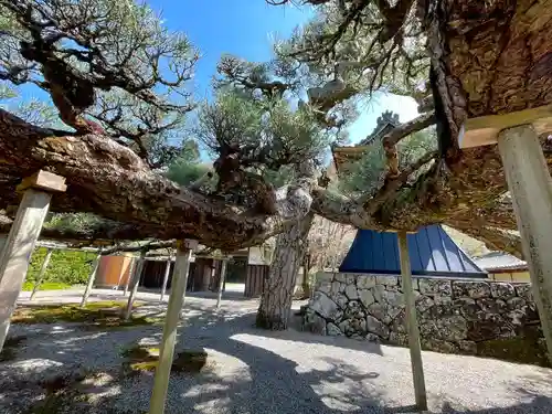 本誓寺(東本誓寺)(滋賀県)
