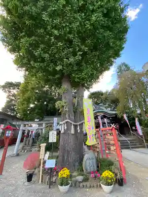 川越八幡宮(埼玉県)