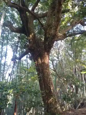 御船神社の自然