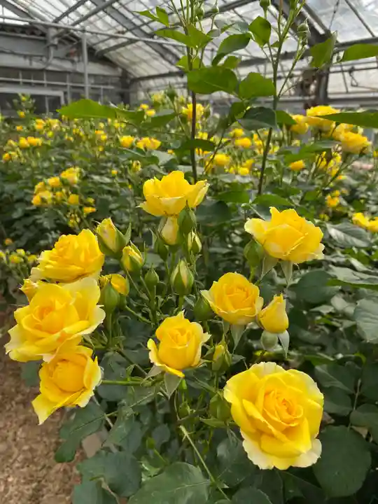 笠間稲荷神社の自然