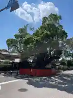藤木社(賀茂別雷神社末社)(京都府)